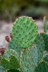 Prickly Pear in Big Bend National Park