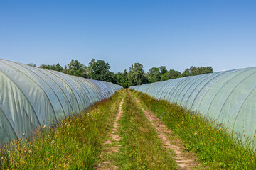 Large field with large, tall greenhouses in a rural agricultural landscape. The road between the...
