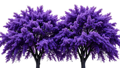 Obraz premium Symmetrical Pair of Vibrant Purple Jacaranda Trees – Full Bloom Isolated on Transparent Background