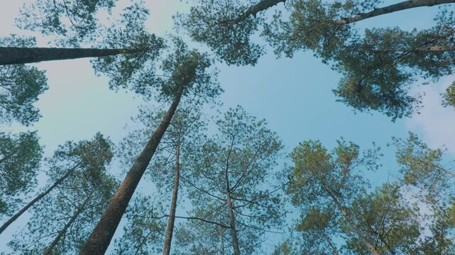 Tall Pine Trees Under Clear Blue Sky