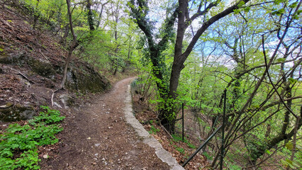 Curved Dirt Trail Through Forest with Spring Foliage in Austria