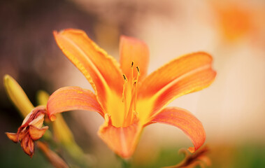 Closeup of orange lily flower showing detailed petals stamens natural beauty bloom summer