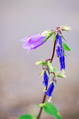 Blue bellflower closeup with blurred background showing delicate petals natural beauty
