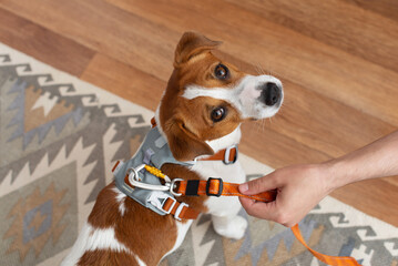 Man attaches the leash to the harness on a cute Jack Russell Terrier dog at home before a walk