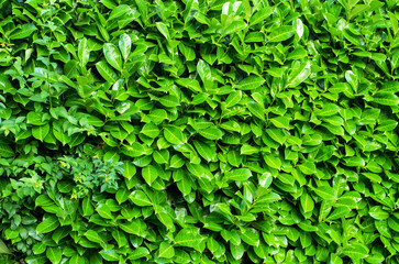 Leaves background with natural pattern of evergreen plant foliage green texture