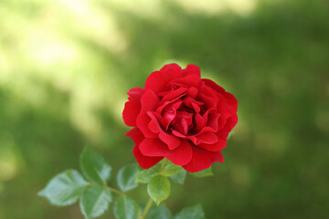 Macro view of one red rose blooming in sunlight, isolated on soft green background. Perfect for love, romance, and beauty themes.