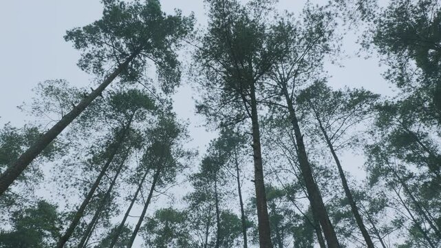 Serene Forest View with Tall Trees