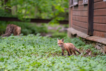 Urban fox cub exploring the garden. Urban Fox. Red fox puppy walks next to an abandoned house. 