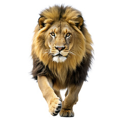 Fototapeta premium majestic african lion running isolated on white background,png,ai generated.