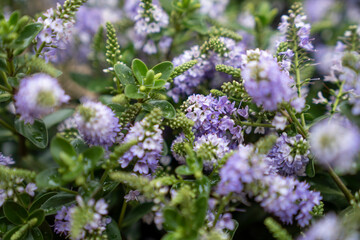 A purple Hebe (Veronica shrub) flower in close-up, with a natural background and summer lighting.