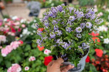 A purple Hebe (Veronica shrub) flower in close-up, with a natural background and summer lighting.
