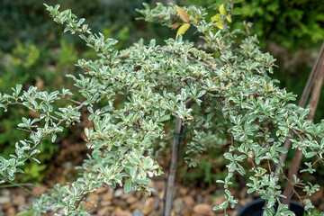 Blooming flowers and shrubs in a garden center yard, colorful plants arranged in rows under summer sunlight.