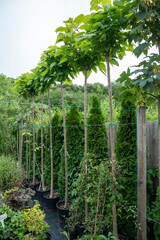 Round-shaped dwarf catalpa (Catalpa bignonioides 'Nana') arranged in a row in a garden center yard,...