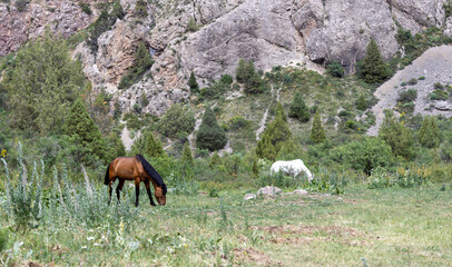 Horse peacefully standing in an open grassy field under the warm summer sun. A moment of stillness and simplicity reflecting slow living values.