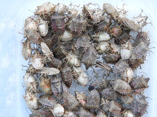 Halyomorpha Halys insect macro photo	
