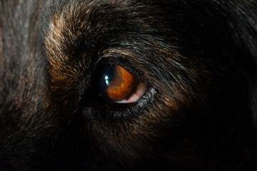 Close up portrait of a black and brown dog's eye