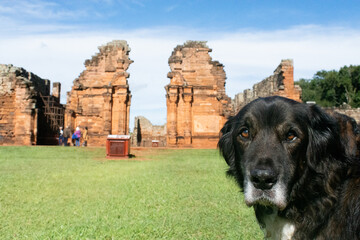 Dog in ancient ruins of San Ignacio in Misiones, Argentina