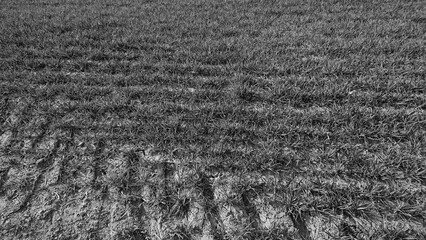 black and white background