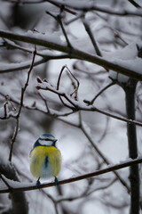 Cool im Winter