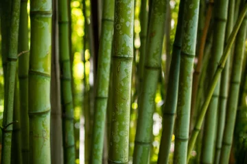 Fototapeten Bambus bamboo forest background, closeup of green bamboo forest background.  © Elena