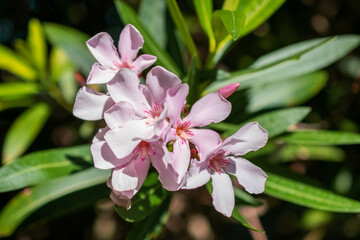 Pink oleander flower blooming in the garden, stock photo