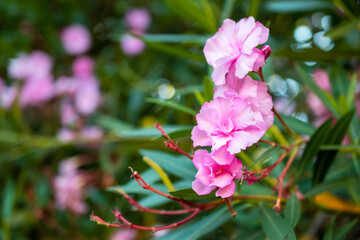 Pink oleander flowers in the garden with bokeh background