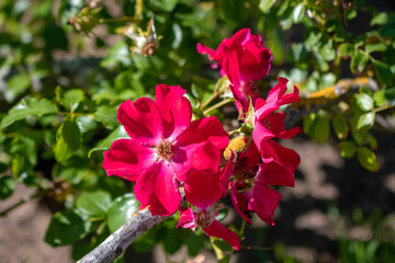 Beautiful red rose flowers in the garden on a sunny day.