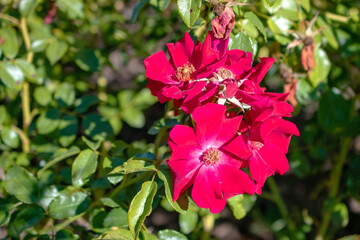 Beautiful red rose flowers in the garden on a sunny summer day