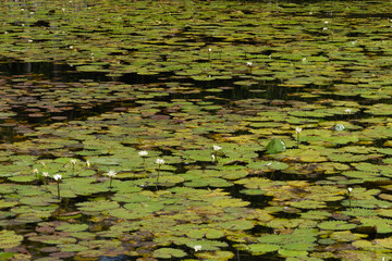 Plantas acuáticas en Cenote en Campeche, México 