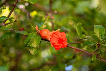 Pomegranate flower on a tree in the garden. Shallow depth of field.