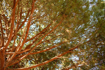 Pine tree view from below into the sky. Nature background.