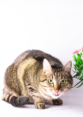 Funny picture with cute cat on white background with green plant.