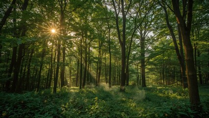 Obraz premium Sunlit forest path at dawn, dappled sunlight filtering through lush green canopy, illuminating undergrowth.