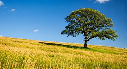 Obraz premium A lone tree on a grassy hill.jpg