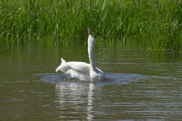Mute swan with head up, shaking mute swan on the lake, swan with head in the sky, elegant cygnus in the pond, cygnus in the background reeds