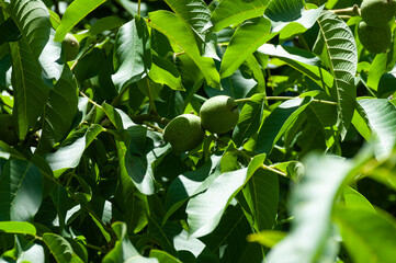 Walnut tree with green unripe walnuts growing on it 