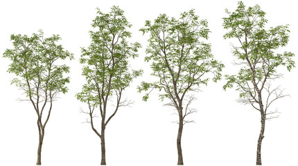 japanese hornbeam hq cutout trees arch viz plants