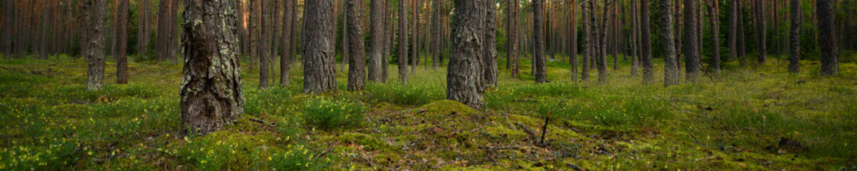 summer pine green forest with mossy hummocks and flowers. side widescreen panoramic view in 25x5 format