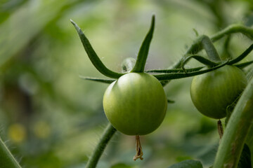 young green tomatoes close up