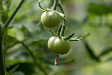young green tomatoes close up