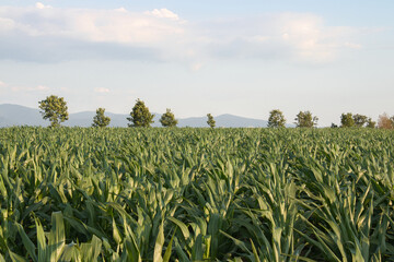 Green cornfield with distant trees and mountains under blue sky