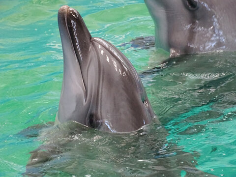 Twp dolphins in the water