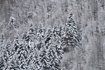 dense winter forest covered in fresh snow with evergreen trees standing out against a white...
