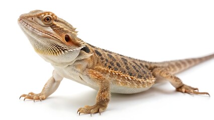 Naklejka premium Reptiles and amphibians isolated on a white background. AI GENERATED. 