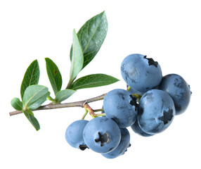 Blueberries on Branch with Leaves - Fresh Summer Berries