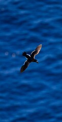 Common Murre over the North Atlantic Ocean near Runde, Norway. Seabird Silhouette with Ocean Backdrop