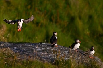 Antlantic Puffin over coastal landschape on Runde, Norway. Seabird, nature and wildlife photography