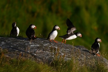Antlantic Puffin over coastal landschape on Runde, Norway. Seabird, nature and wildlife photography