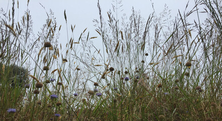 Beautiful Wildflowers in the Irish Countryside