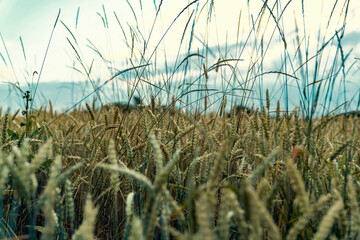 Close-up of ripe wheat ears growing in field. Agricultural crop texture. Farming and harvest season...